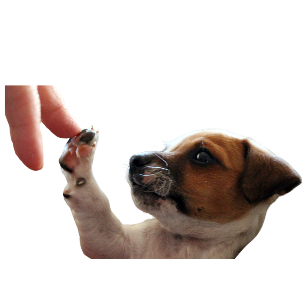 Diseño sin título (18)